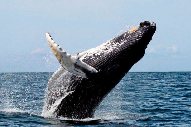 Whale Watching - Logistics watch-out: van transfers and return-by-taxi confusion