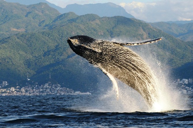 Whale Watching Adventure – Led by a Marine Biologist - Why humpbacks in Puerto Vallarta feel different than a drive-by