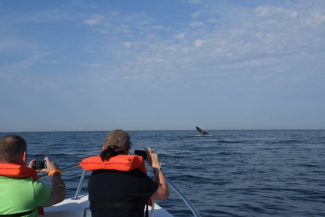 Whale Watching Adventure – Led by a Marine Biologist - What you are likely to see: moms and calves, flukes, and male displays