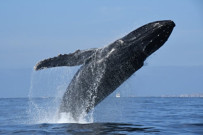 Whale Watching Adventure – Led by a Marine Biologist - Stop-by-stop, what happens and what it’s good for