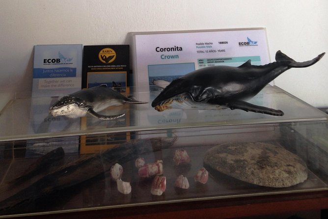 Whale Watching Adventure – Led by a Marine Biologist - The 8:30 am setup at Ecotours Vallarta, and why that pre-brief matters