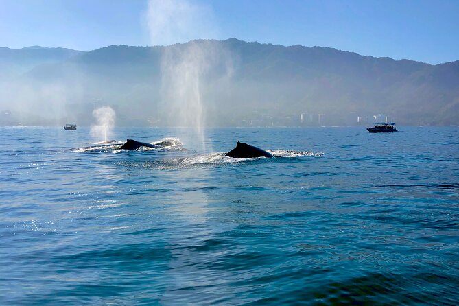 Whale Watching and Los Arcos 5 Islands Adventure - FAQ