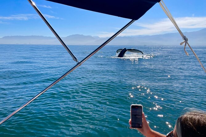 Whale Watching and Los Arcos 5 Islands Adventure - Whale watching in the Bay of Banderas: what you’re actually looking for