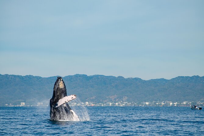 Whale Watching Cruise In Puerto Vallarta & Nuevo Vallarta - A whale cruise that mixes big nature energy with real comfort