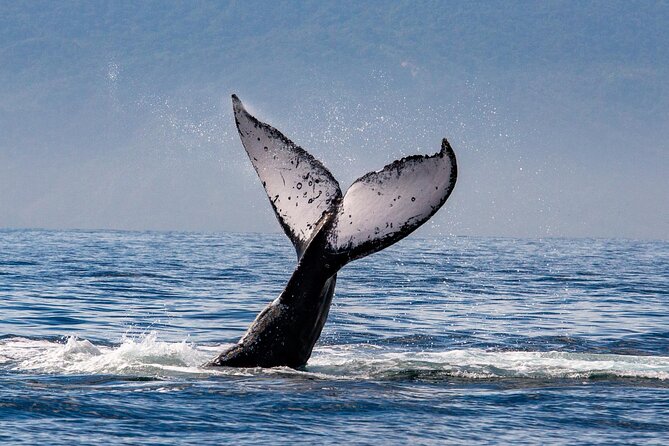 Whale Watching Cruise In Puerto Vallarta & Nuevo Vallarta - The itinerary rhythm: when breakfast, lunch, and whale time hit