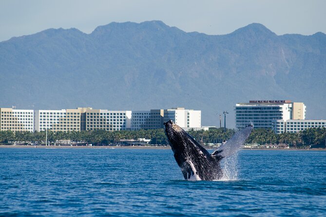 Whale Watching Cruise In Puerto Vallarta & Nuevo Vallarta - Price and value: is $99 a good deal?