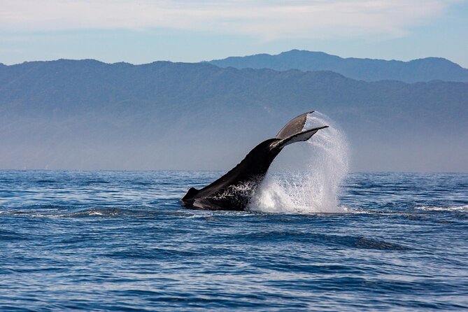 Whale Watching Cruise In Puerto Vallarta & Nuevo Vallarta - Meeting point in Puerto Mágico: easy to find, still go early