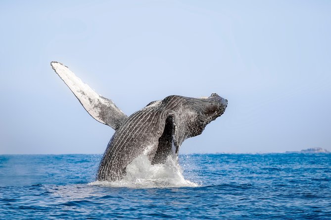 Whale Watching Experience - What happens during the 3-hour watch at sea