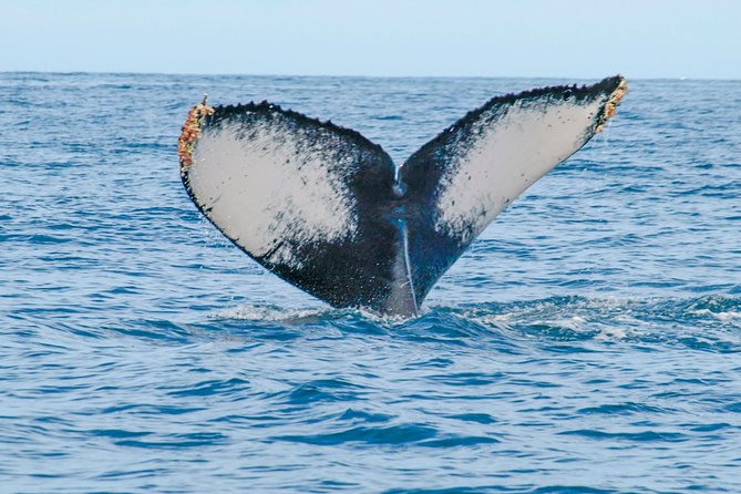 Whale Watching Experience - Location and meeting point: start where the action is
