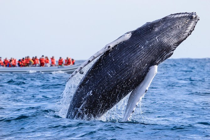 Whale Watching Experience - Price, real value, and the extra fees to budget