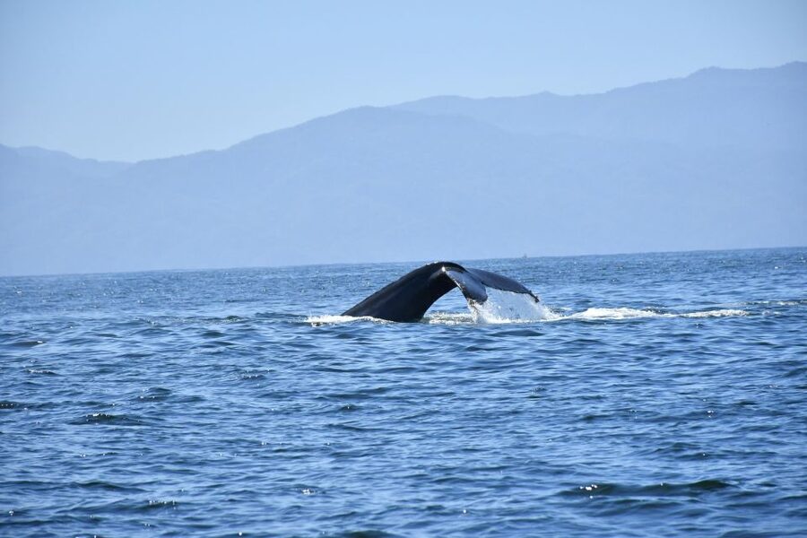 Whale Watching Guaranteed Experience in Puerto Vallarta - What the boat ride style means for your whale sightings