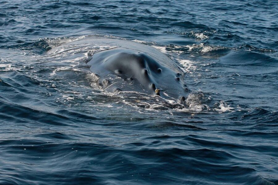 Whale Watching Guaranteed Experience in Puerto Vallarta - The guides: what names like Benji, Jose, Hido, and Miguel suggest