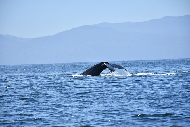 Whale Watching Guaranteed Experience in Puerto Vallarta - The water stops: what each viewing moment is likely like