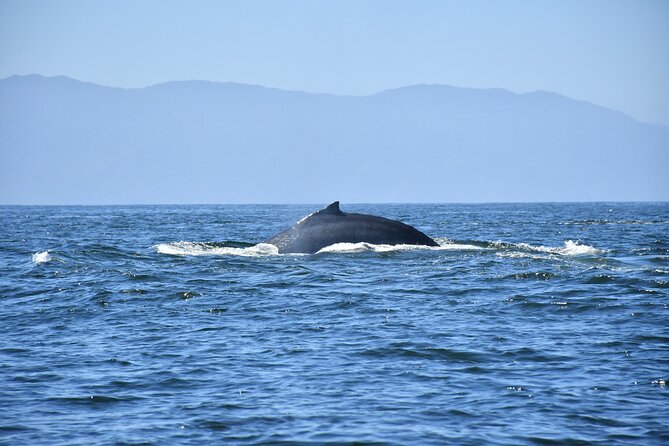 Whale Watching Guaranteed Experience in Puerto Vallarta - Small boat reality check: comfort, seating, and sightlines