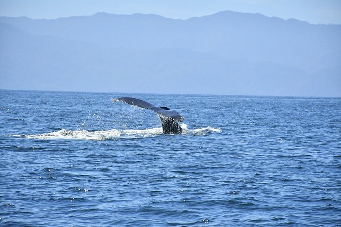 Whale Watching Guaranteed Experience in Puerto Vallarta - Price and value: is $99 fair for a Puerto Vallarta whale watch?