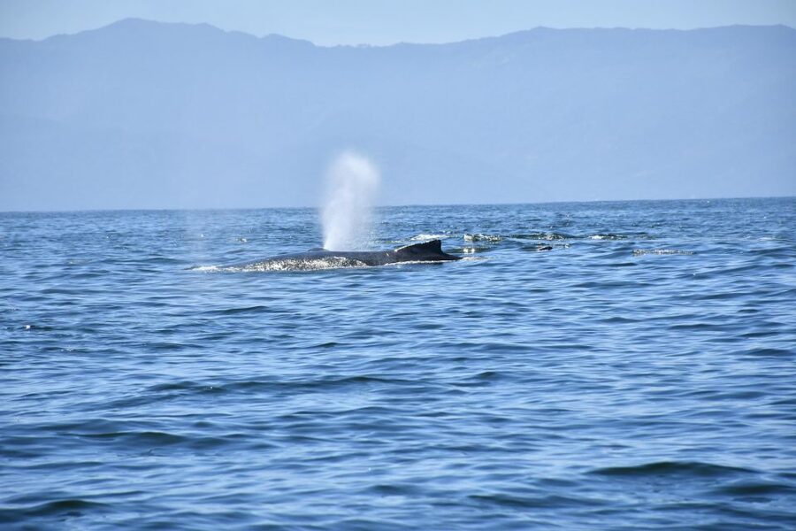 Whale Watching Guaranteed Experience in Puerto Vallarta - From Los Veranos Canopy Tour to the water: meeting point and cruise pickup