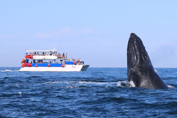Whale Watching in Puerto Vallarta - Key Highlights You’ll Care About