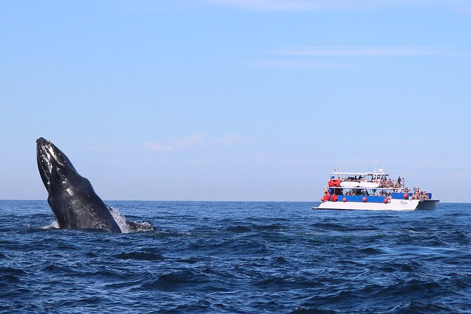Whale Watching in Puerto Vallarta - Winter Humpbacks, Sheltered Waters, and What That Means for Your Trip