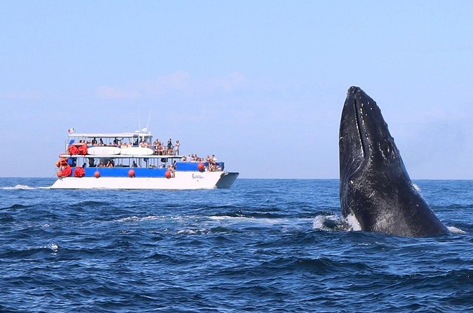Whale Watching in Puerto Vallarta - Open Bar, Snacks, and the Comfort Stuff That Changes Everything