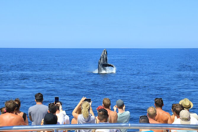 Whale Watching in Puerto Vallarta - The Marine Mammal Expert and Crew: More Than Just Scanning the Water