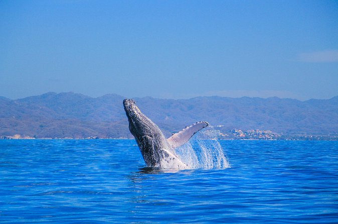 Whale Watching in Puerto Vallarta - Crowds, Viewing Spots, and How to Get the Best Whale Angle
