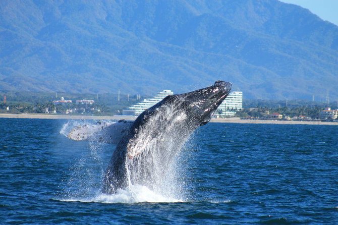 Whale Watching The Best Of Puerto Vallarta - Quick Hits for Puerto Vallarta Whale Watching