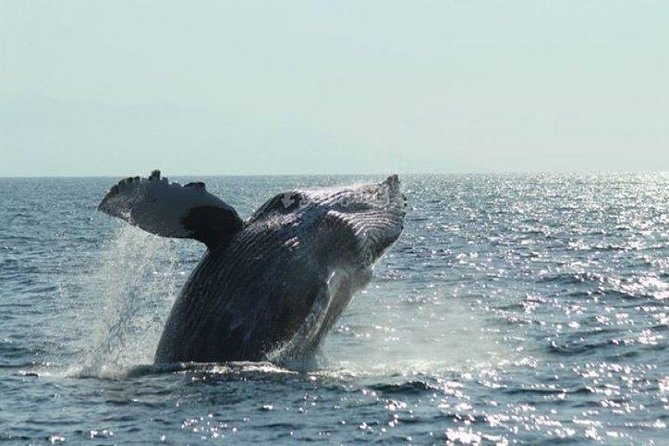 Whale Watching The Best Of Puerto Vallarta - Banderas Bay Whale Watching, Half-Day Format