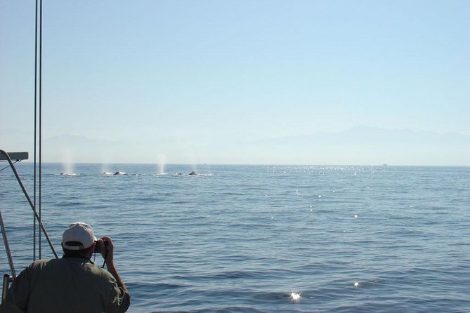 Whale Watching The Best Of Puerto Vallarta - Snacks and Drinks Included, and Why It Improves the Day