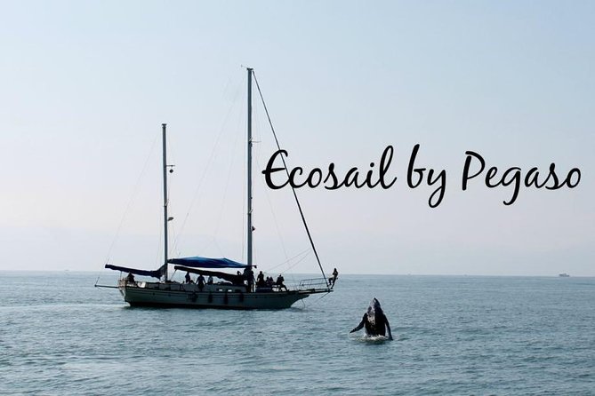 Whale Watching The Best Of Puerto Vallarta - Weather, Flex Time, and the Best Way to Plan