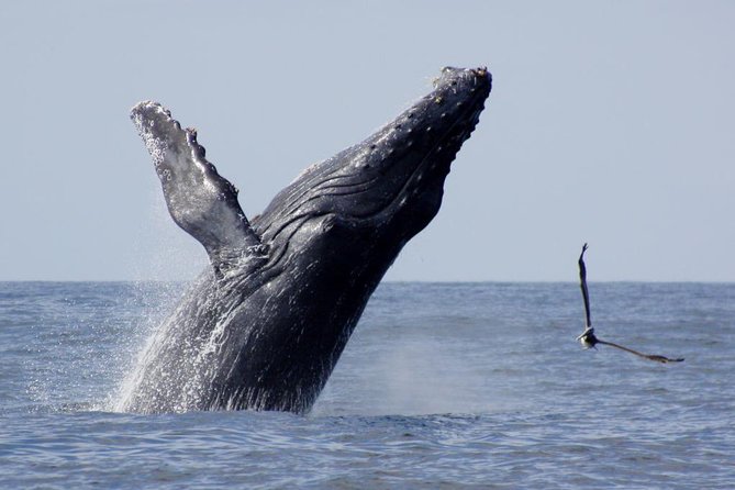 Whale Watching The Best Of Puerto Vallarta - Marina Vallarta Check-In at Opequimar Centro Marino
