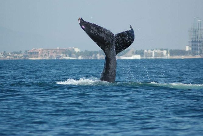 Whale watching tour - Quick hits on this Puerto Vallarta whale watch