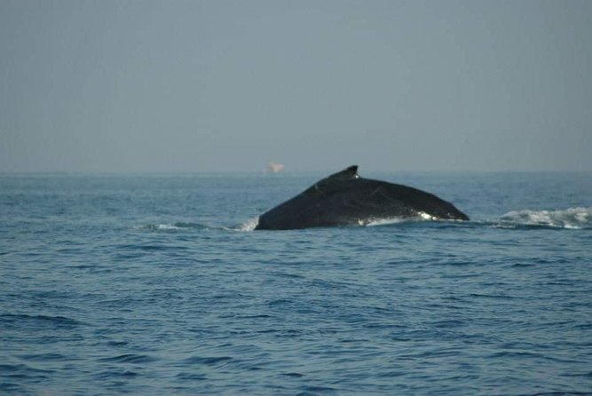 Whale watching tour - Why this private humpback whale watch feels different