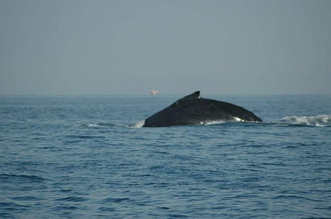Whale watching tour - The boat setup: stroller access, comfort, and onboard service