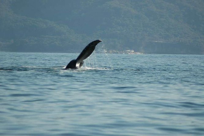 Whale watching tour - How the crew finds whales in Banderas Bay
