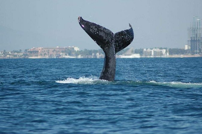 Whale watching tour - What to expect during the main whale watching time