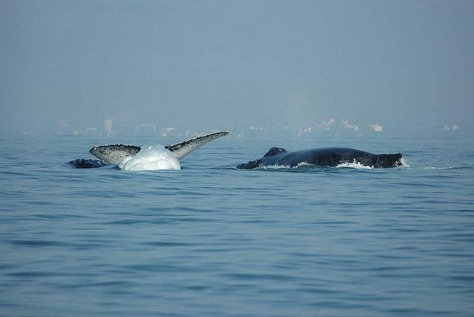 Whale watching tour - Snorkeling as a possible add-on, if your group wants it
