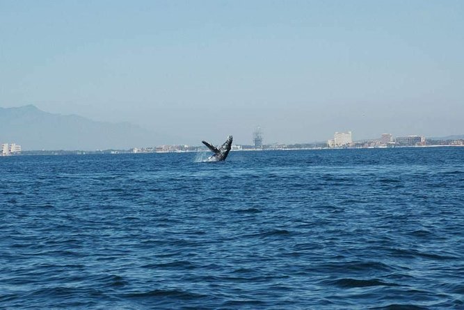 Whale watching tour - 3 hours on the water, and what that time is really for
