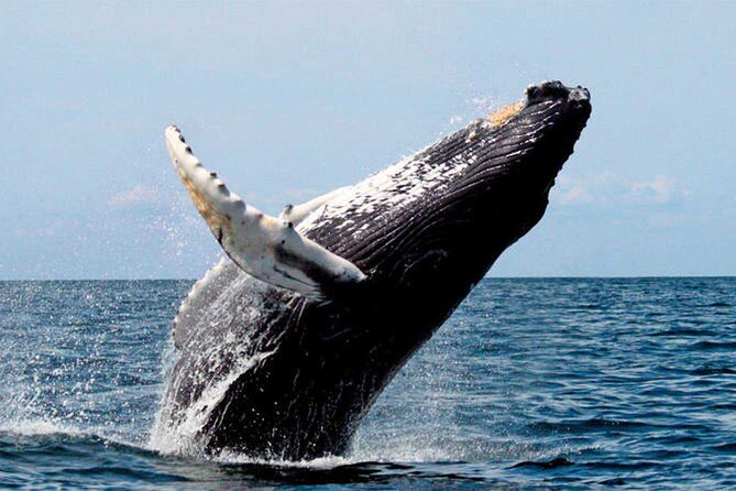 Whale watching - Safety on the water: life jacket included, plus common-sense rules