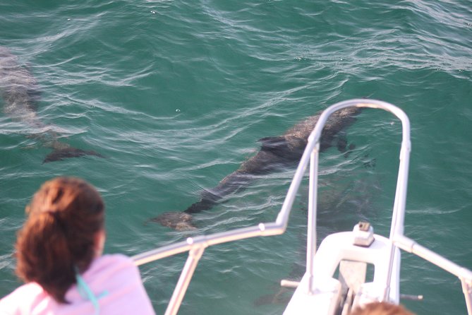 Wild Dolphin Encounter in Puerto Vallarta - The setting: Marina Vallarta start, 9:00 am energy