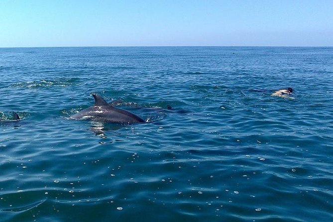 Wild Dolphin Encounter in Puerto Vallarta - Snorkeling gear and what the water time really means