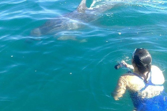 Wild Dolphin Encounter in Puerto Vallarta - Lunch included, plus a real vegetarian option