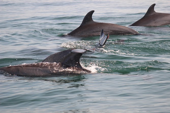 Wild Dolphin Encounter in Puerto Vallarta - Price and value: what you pay for, and what costs extra