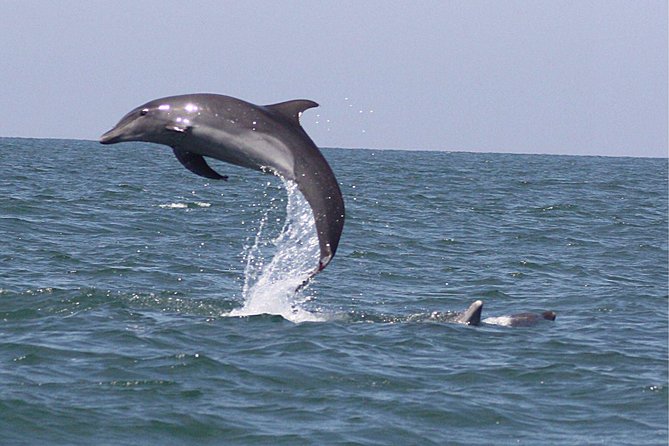 Wild Dolphin Encounter in Puerto Vallarta - Who this tour suits best (and who should reconsider)