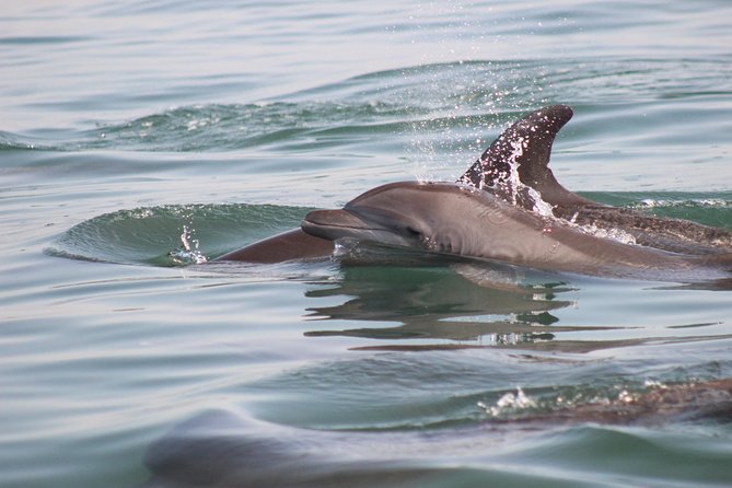 Wild Dolphin Encounter in Puerto Vallarta - Booking, weather, and the reality of marine encounters