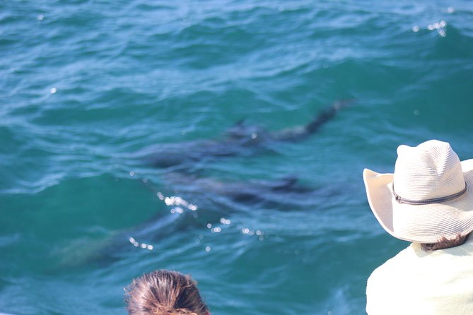 Wild Dolphin Encounter in Puerto Vallarta - How the tour is run: small-group retreat plus expert marine talk