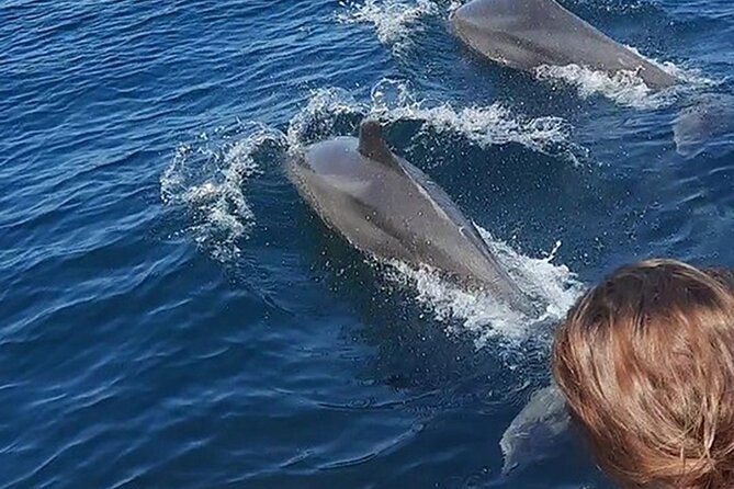 Wild Dolphin Encounter & Snorkeling Adventure - A half-day dolphin cruise from Marina Vallarta, with a small group feel