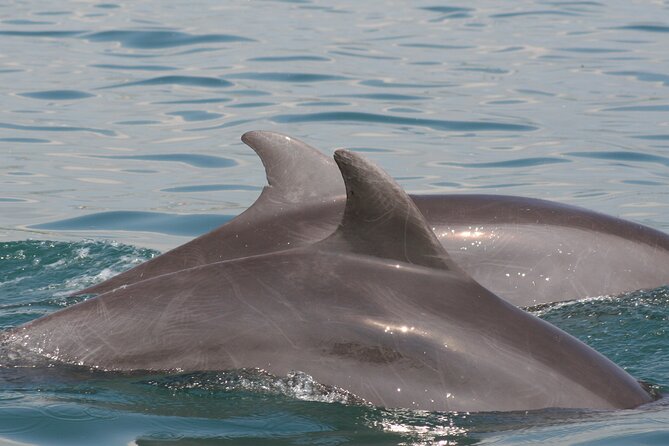 Wild Dolphin Encounter & Snorkeling Adventure - The dolphin biologist part: why the day feels different once you know what you are seeing