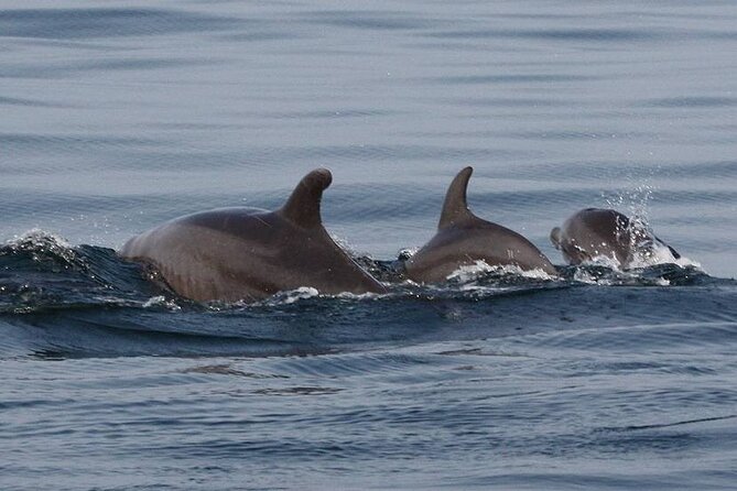 Wild Dolphin Encounter & Snorkeling Adventure - Beyond dolphins: turtles, rays, and the occasional whale moment