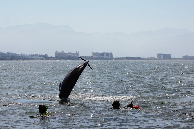 Wild Dolphin Encounter & Snorkeling Adventure - Safety and comfort on the water: what you can expect when conditions change