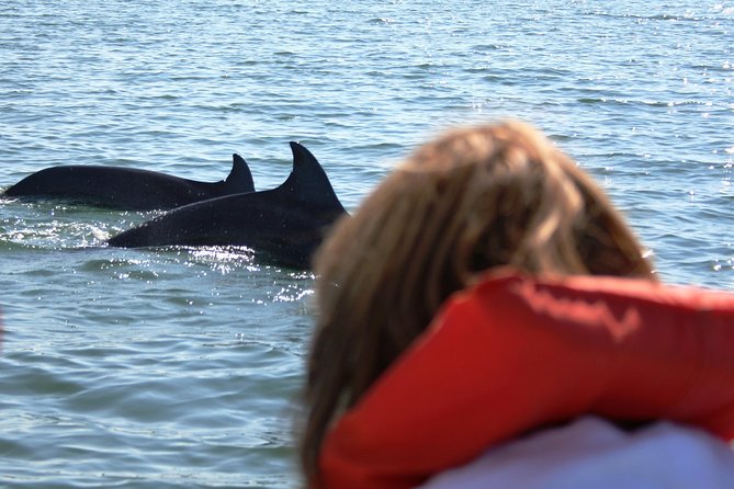 Wild Dolphin Encounter & Snorkeling Adventure - Food and value: soft drinks, box lunch, snorkeling gear, plus the $5 boarding fee